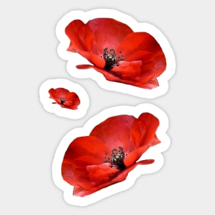 Red Poppies Sticker